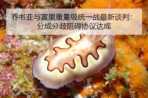 乔书亚与富里重量级统一战最新谈判：分成分歧阻碍协议达成